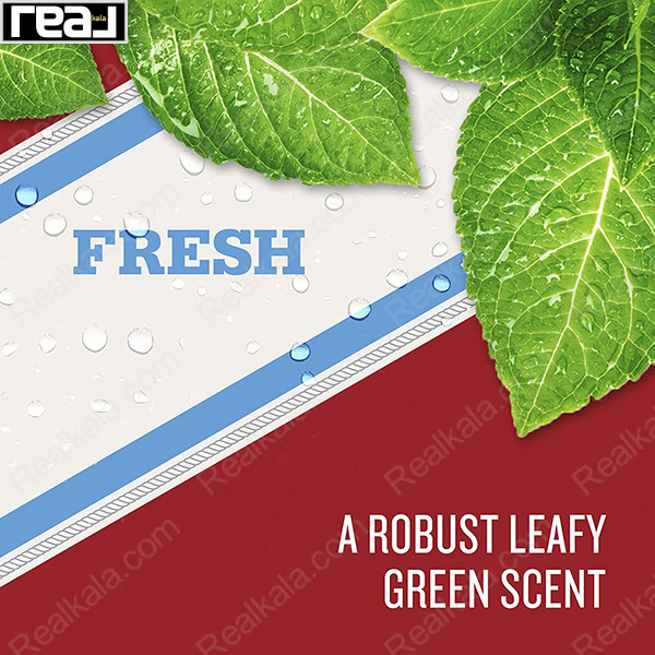 معرفی رایحه سبز و خنک دئودورانت Old Spice Fresh با نت‌های گیاهی و برگ‌های معطر